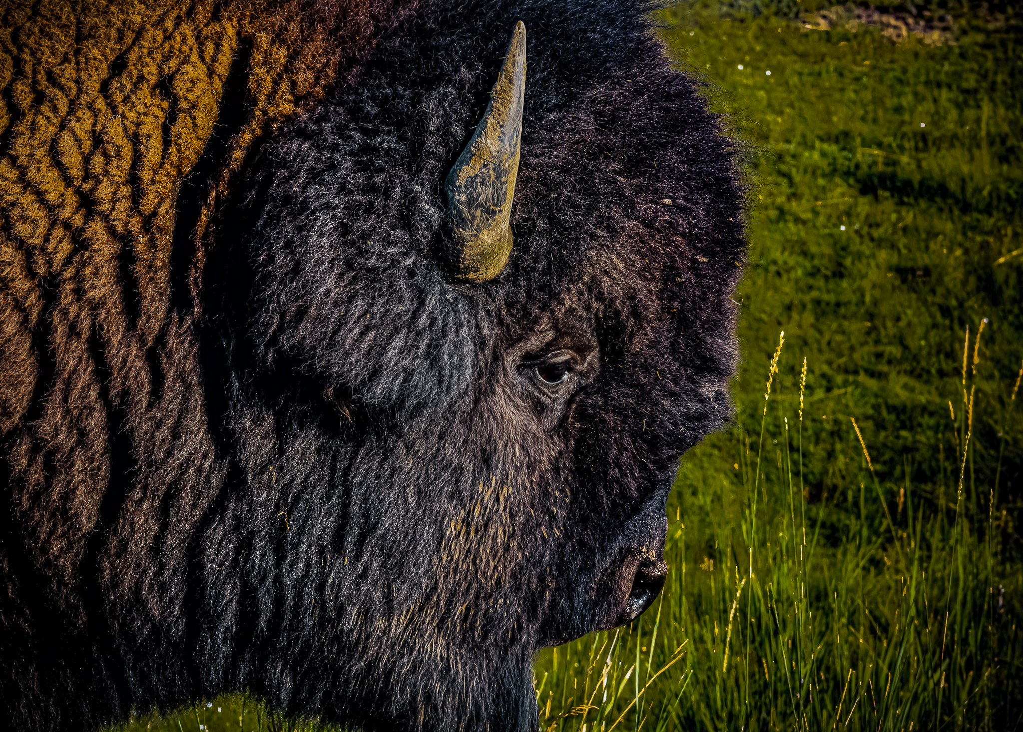 American bison in Yellowstone National Park in Wyoming.